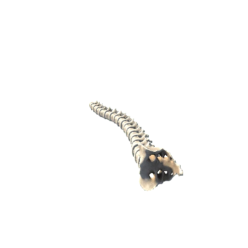 Bone_04