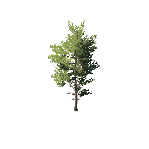 Pine_01