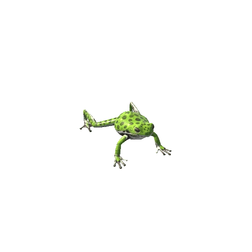 BarkingTreeFrog_LowPoly