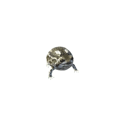 DesertRainFrog_LowPoly