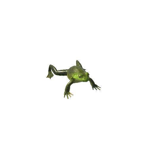 AmericanBullfrog_LowPoly