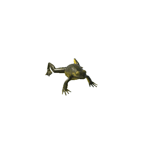 GoliathBullfrog_LowPoly