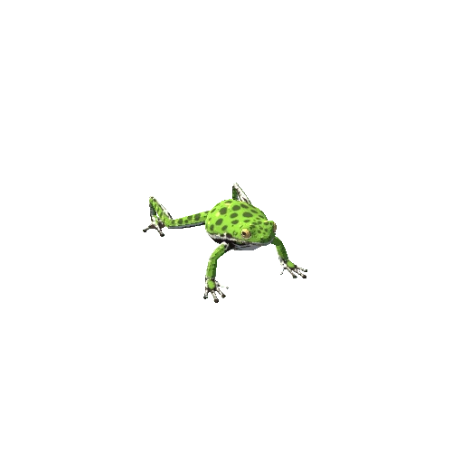 BarkingTreeFrog_PolyArt