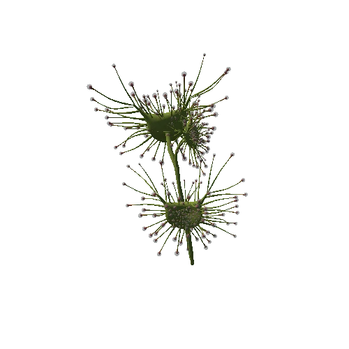 Drosera