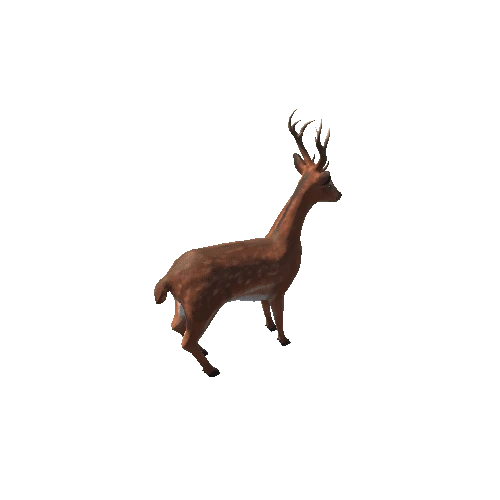 Deer