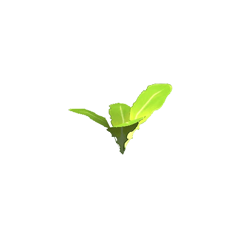 plant_lettuce_S1