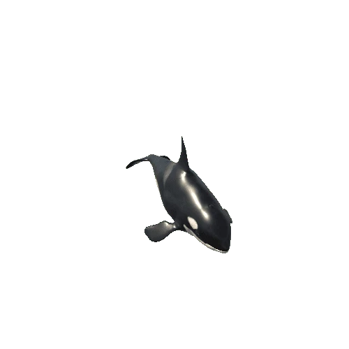 Killer_whale_Mesh