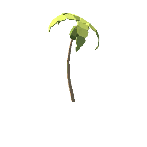 PalmTree48