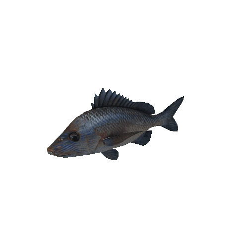 GreyFish