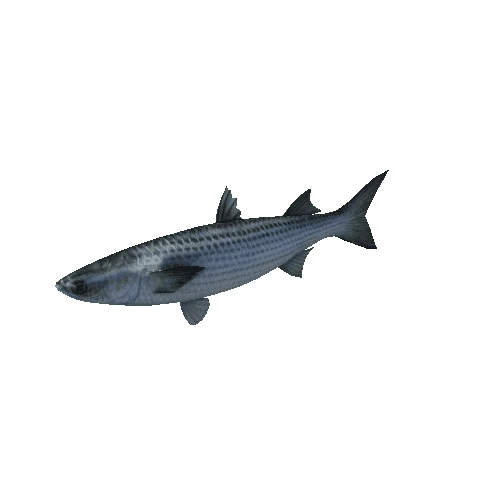 MulletFish