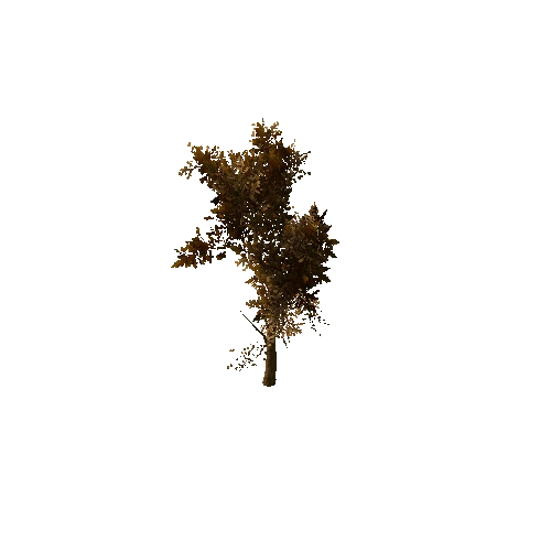 Tree_medium_01_dry_LOD0