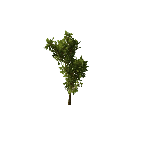 Tree_medium_01_green_LOD1