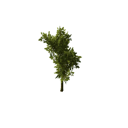 Tree_medium_01_green_LOD2