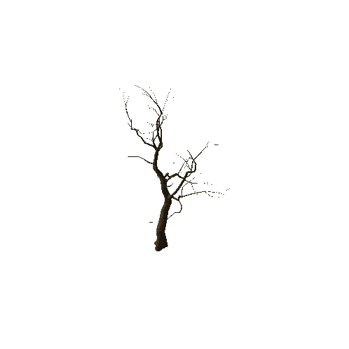 Tree_medium_01_noLeafes
