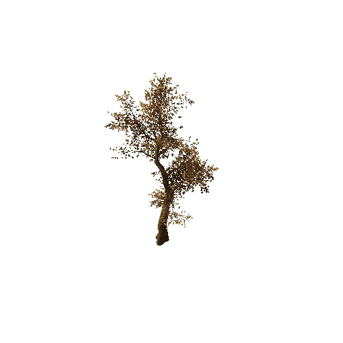 Tree_medium_01_very_dry_LOD1