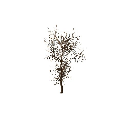 Tree_small_01_very_dry_LOD1