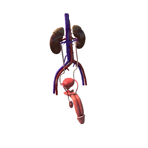 kidney