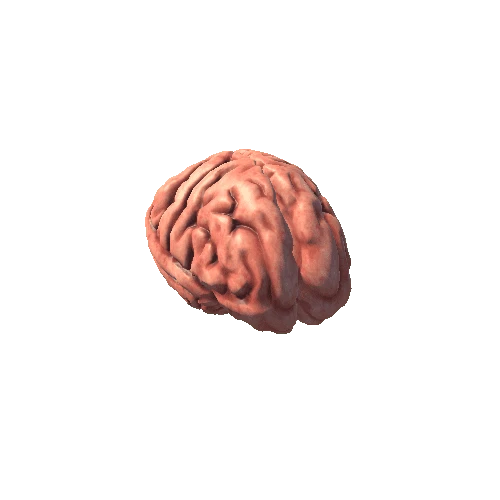 brain