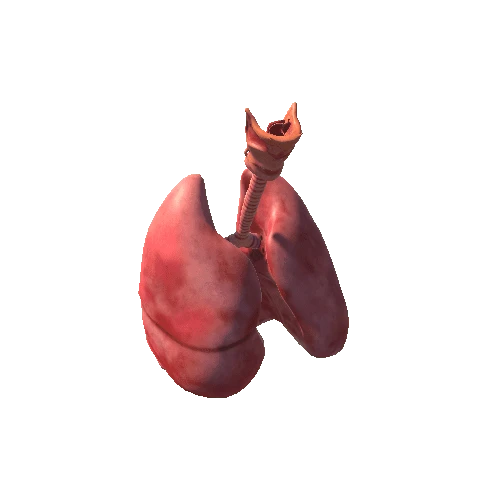 lungs