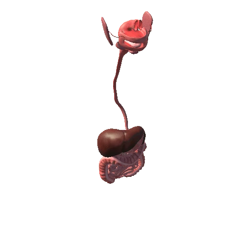 digestive_system