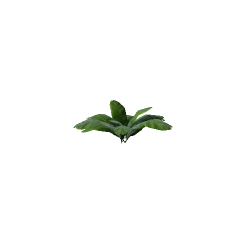 P_Plant_02