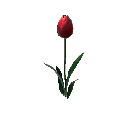 P_Tulip_01