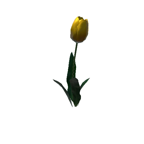 P_Tulip_04