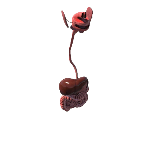 digestive_system