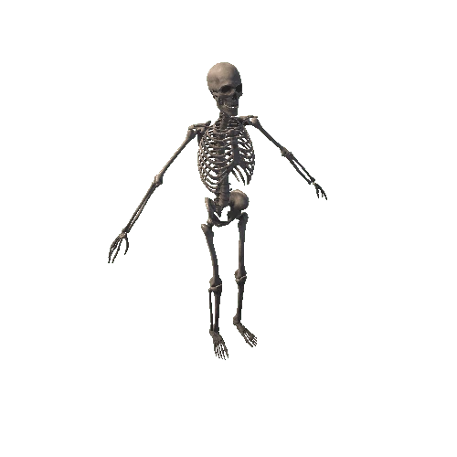 Realistic_Skelton