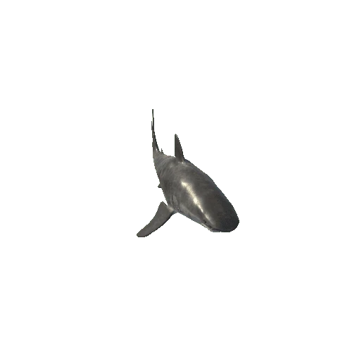 Tiger_Shark_Mesh_LOD's