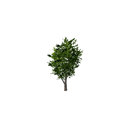 tree_c