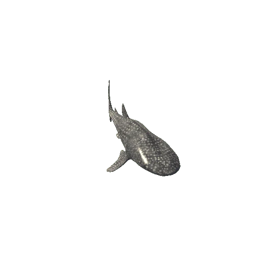 Whale_Shark_Mesh