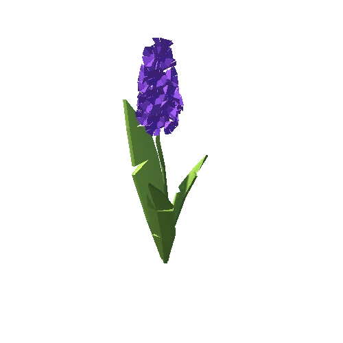 PP_Hyacinth_04