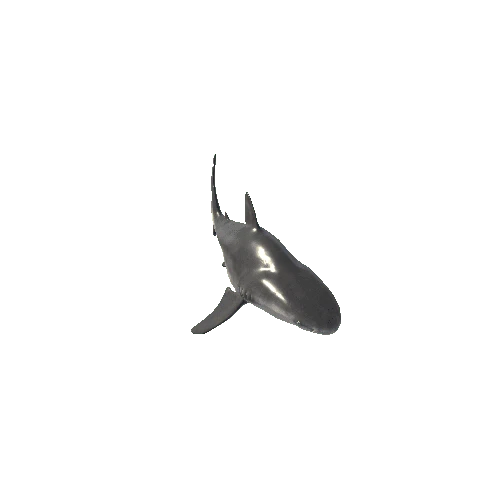 Bull_Shark_Mesh_LOD's