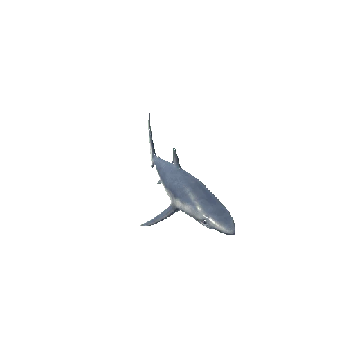 Blue_Shark_Mesh_M