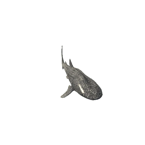 Whale_Shark_Mesh_LOD's