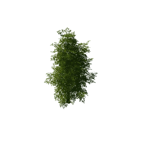 Tree01