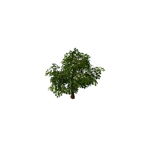 Tree04