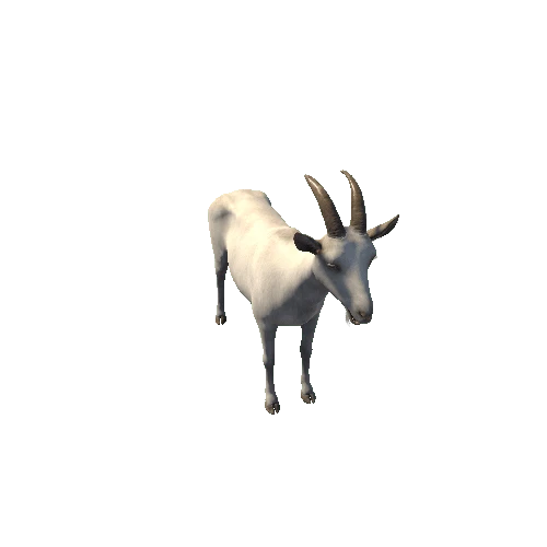 Classic_Goat_without_ring