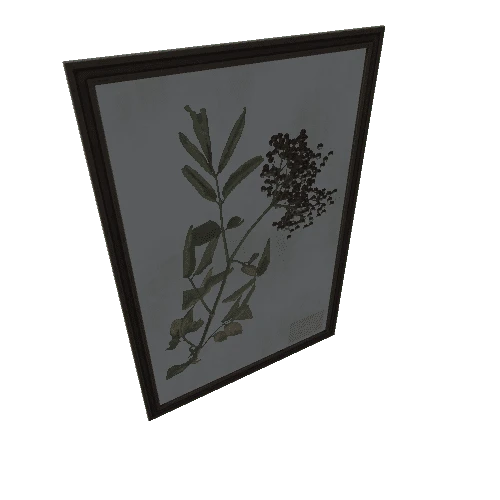 SM_herbarium_picture_03