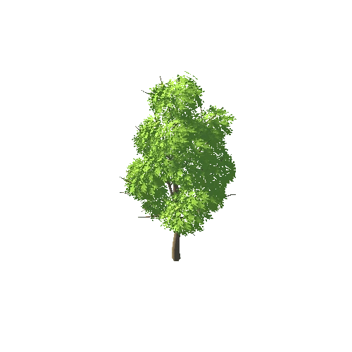 BC_Tree_A_01