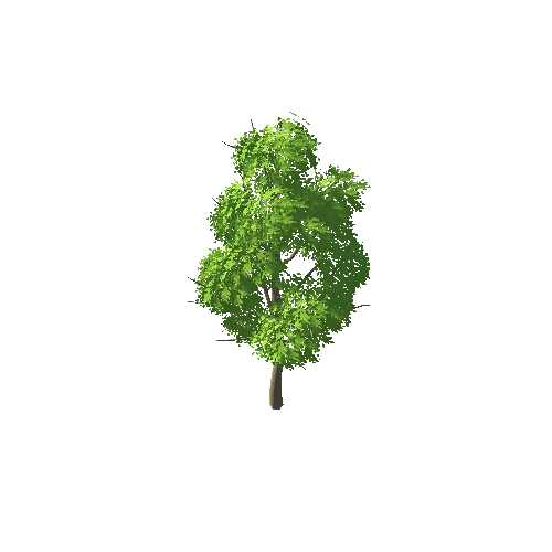 BC_Tree_A_02