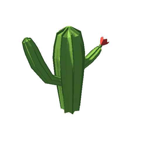 Cactus_03_1