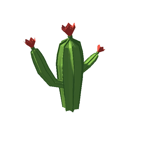 Cactus_03_3