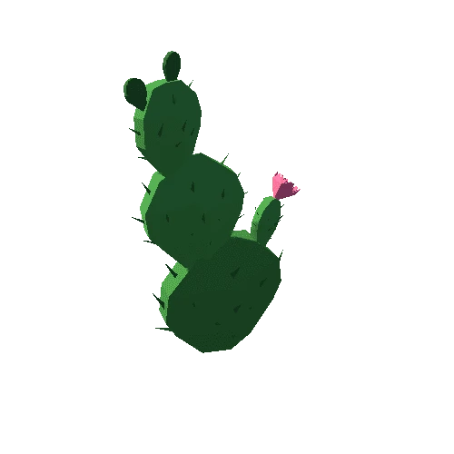 Cactus_05