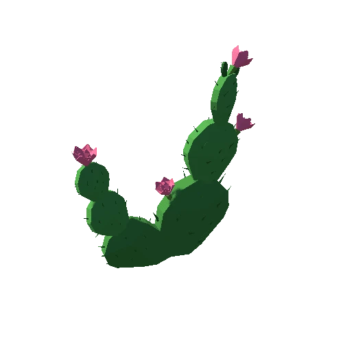 Cactus_05_1