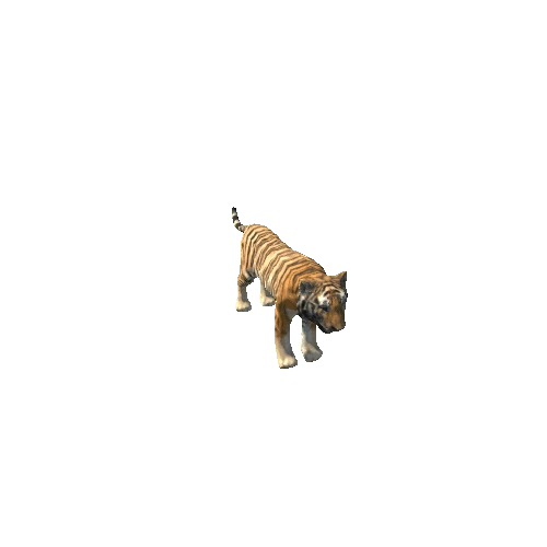 CartoonTiger_Lowpoly