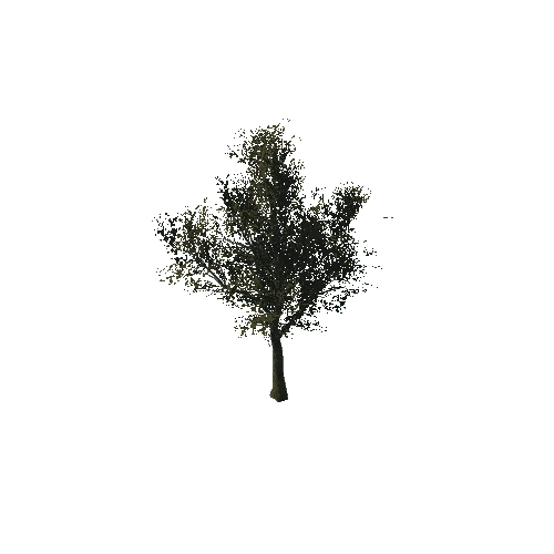 TreeE_04