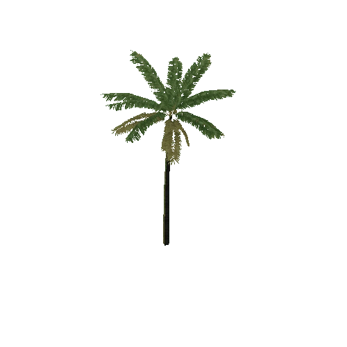 Palm