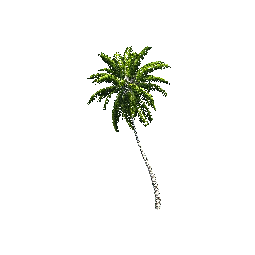 CoconutPalm01